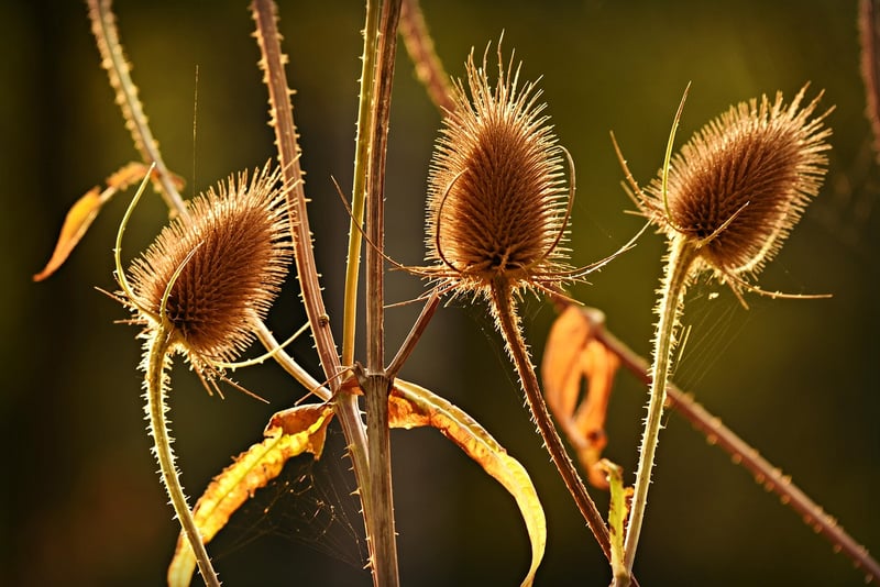 Herbaceous Fusions